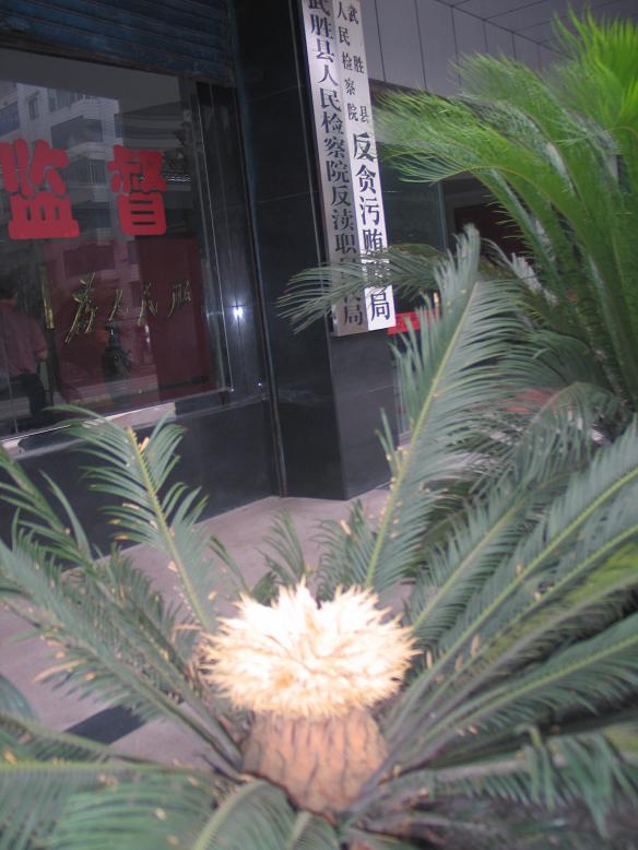 铁树开花